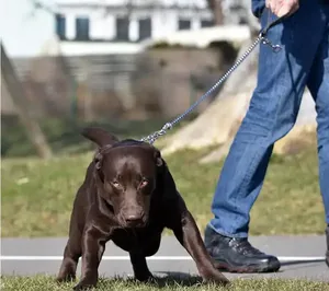 Hilfe  bei Angst vor Tieren - Zoophobie - Praxis für Veränderungscoaching & Therapie bei Ängsten und Phobien - www.angst-phobie.ch